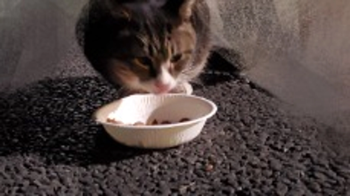 ネクストゴール挑戦しております😭残り57時間となりました。毎日必死に生きてる猫たちを助けてください