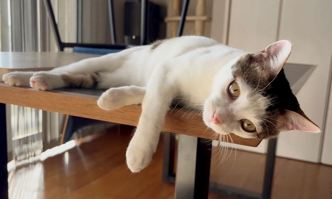 ごまさんのその後⑮