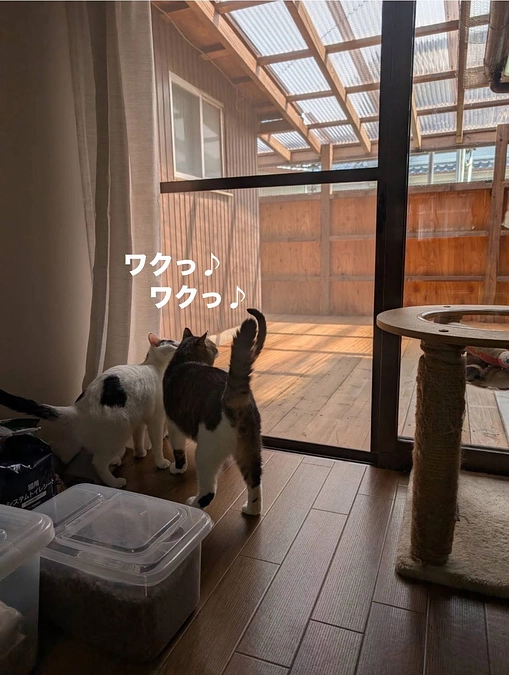 【支援者さまが500名超えました♡】普段のねこまち長屋のウッドデッキの様子です