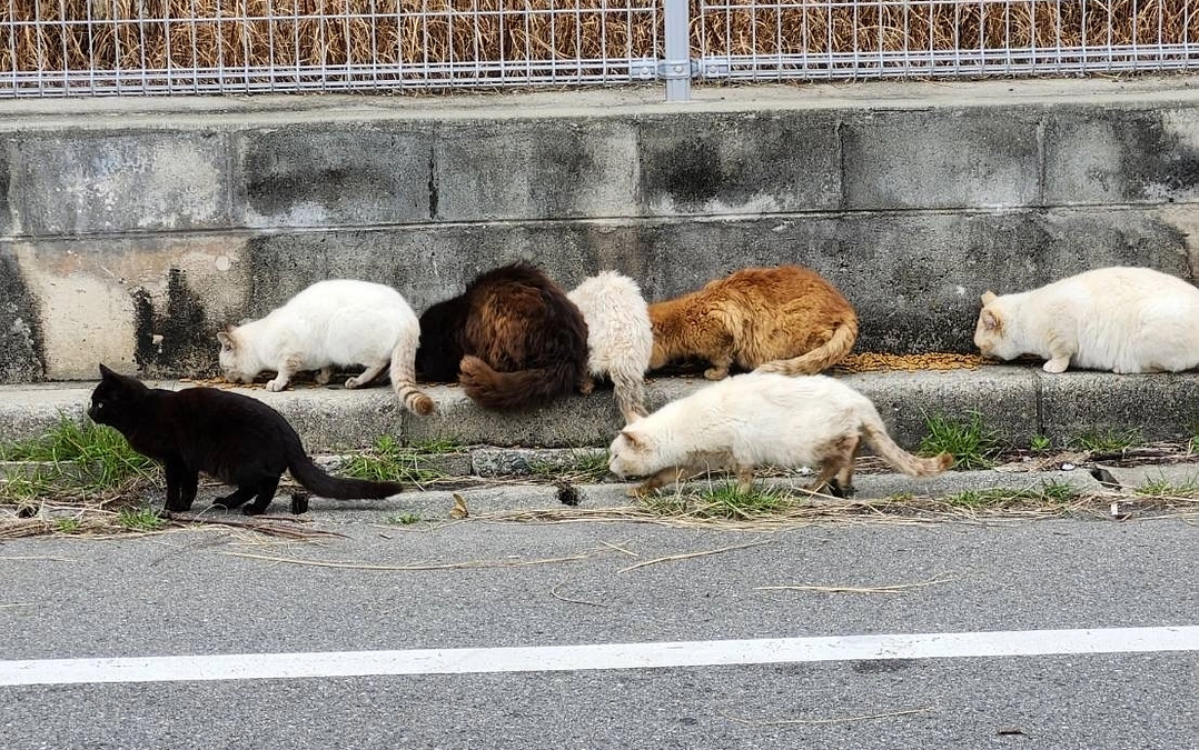 次から次に手術しないといけない猫ちゃんが‥‥