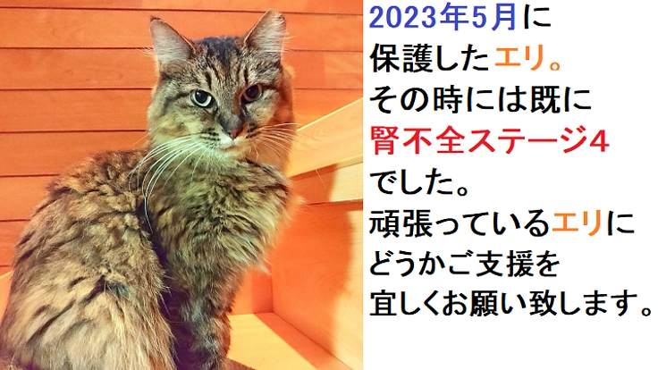 腎不全ステージ４で頑張っているエリにご支援をお願い致します。