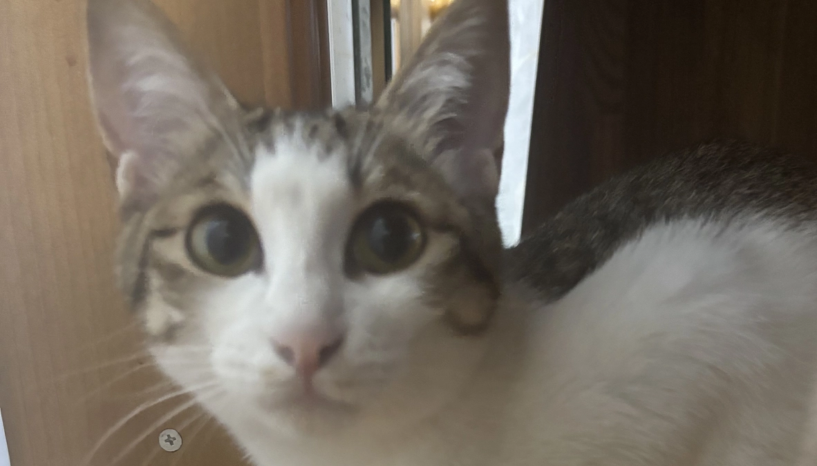 モカの投薬15日目のご報告