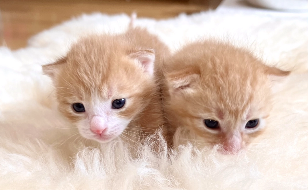 【リターン不要】レスキュー応援コース｜3千円