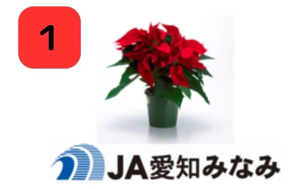 渥美半島田原市の鉢花　11月のお花『ポインセチア』をお届け