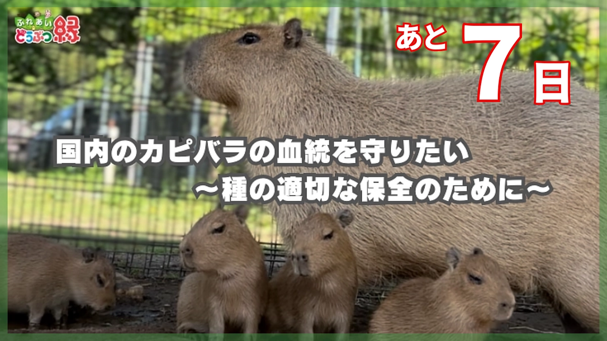 終了まで残り7日！クラファン応援コメントのご紹介⑤