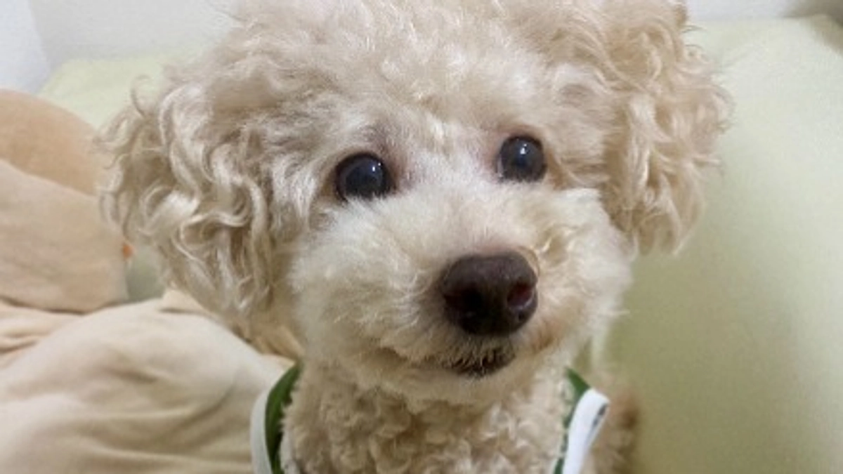 【残り２日】小さな命をつなぐためにできること