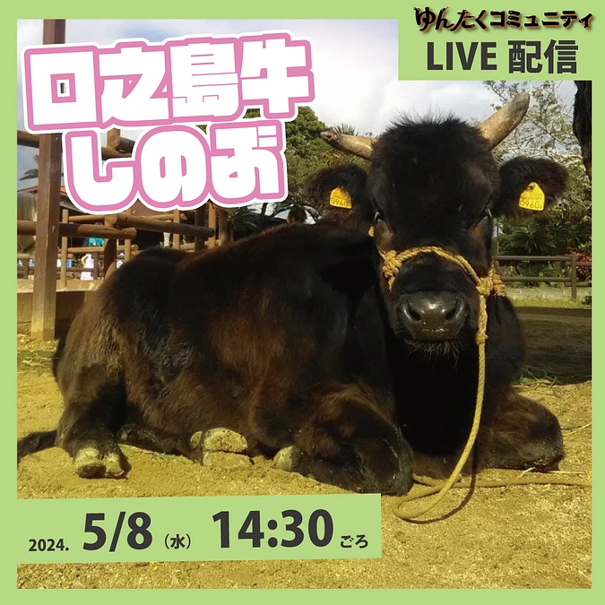 ゆんたくコミュニティ限定ライブ配信「口之島牛のしのぶ」