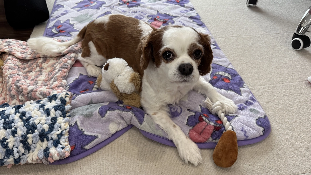 また思いっきり遊んであげたい。【31日目】