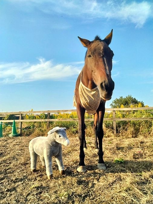国分二朗様（東松山市　上岡馬頭観音（妙安寺）直歳）から応援メッセージをいただいております！