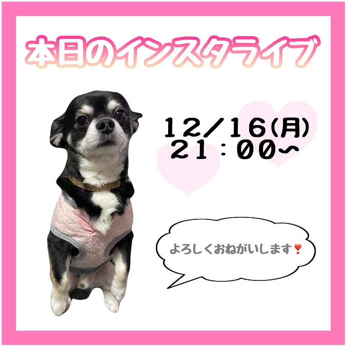 本当のライブ予定