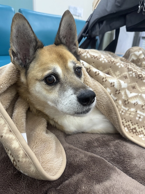 12/16 ☢️放射線治療11回目☢️