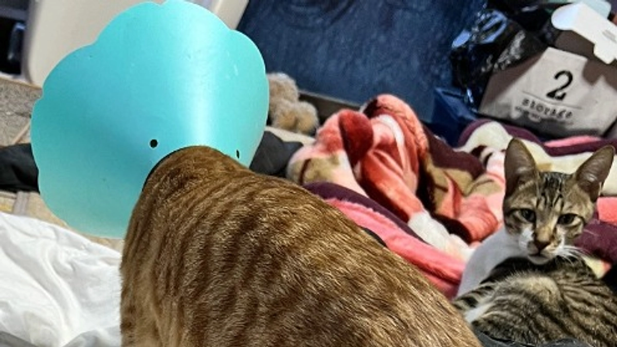 去勢手術成功、血液検査も陰性！