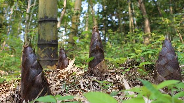 松島町の里山、荒廃した竹林を整備し筍の里として地域活性化を！