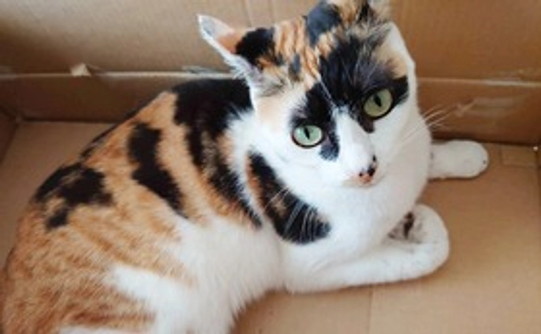 市の闘病ご支援【1,000円】