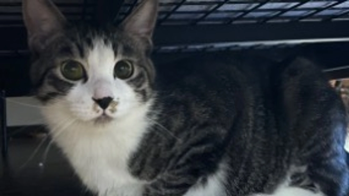 ネクストゴールについてのお詫び