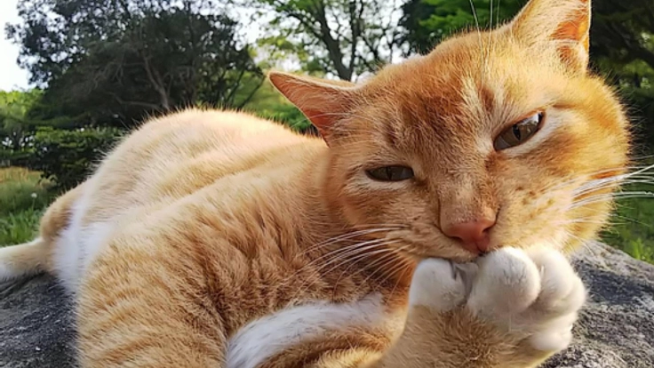 千葉県袖ケ浦で飼い主のいない猫たちを救う活動を存続させたい！