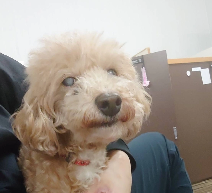２匹のトイプードルを保護しました！