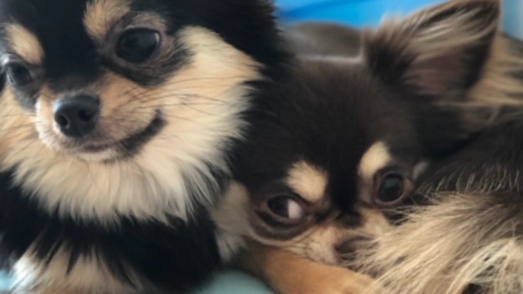 わんちゃん達が快適に過ごせるように犬舎をリフォームしたい！