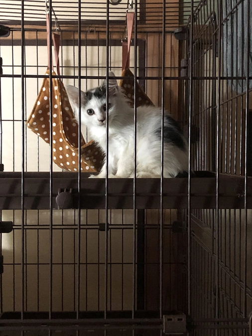 3頭の子猫の一回目ワクチンが終わりました。