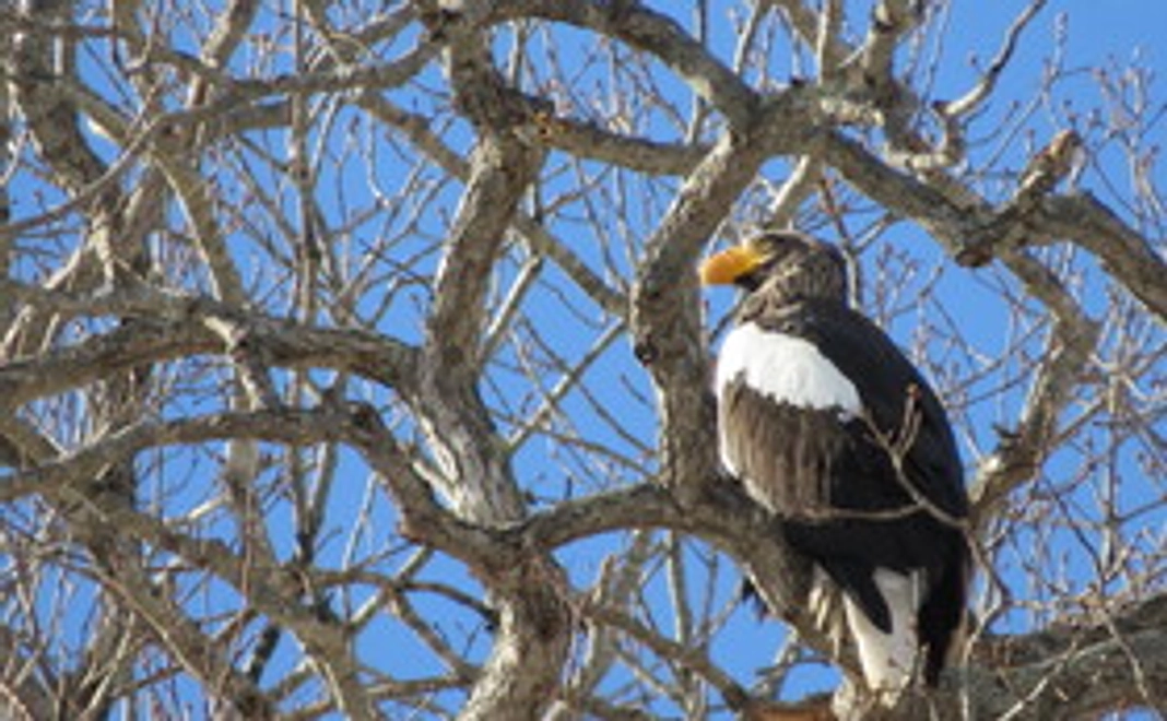 羅臼からありがとうをお届けします！