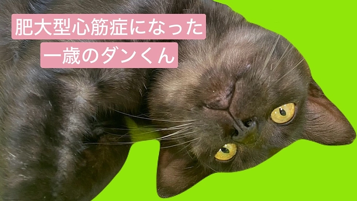 肥大型心筋症になった一歳のダンくんを助けて下さい