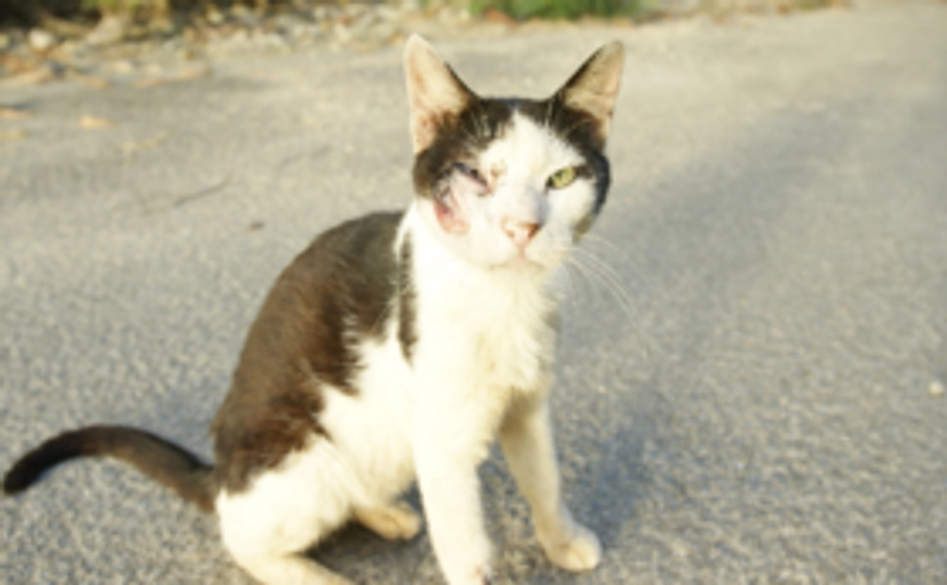 【応援コース】感謝の気持ちを込めてサンクスレターをお送りします。