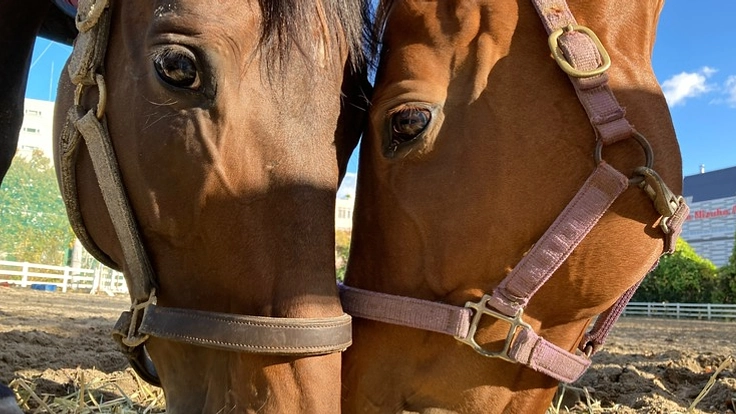 ~街中の馬術部~　地域の方々と共に馬たちの居場所を守りたい！