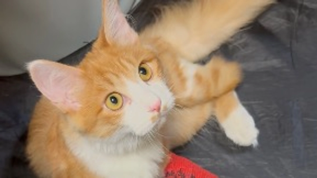 プロジェクト終了まで 残り2日 となりました✨️