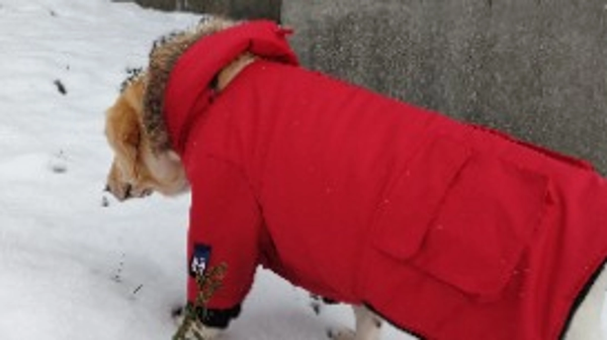 コレってヨンダブ？ ＃ラブラドールレトリバー ＃新潟県 ＃抗がん剤治療 ＃悪性リンパ種