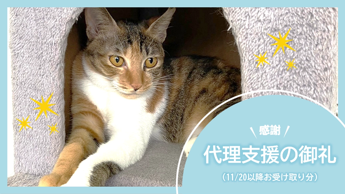 代理支援の御礼（11/20以降お受け取り分）