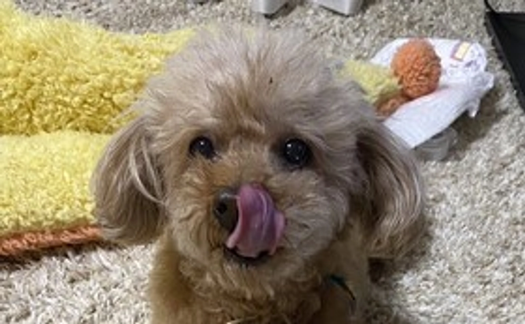 開発したコミュニケーションフード(野菜やジャーキーなどドライフード)をお届けします。