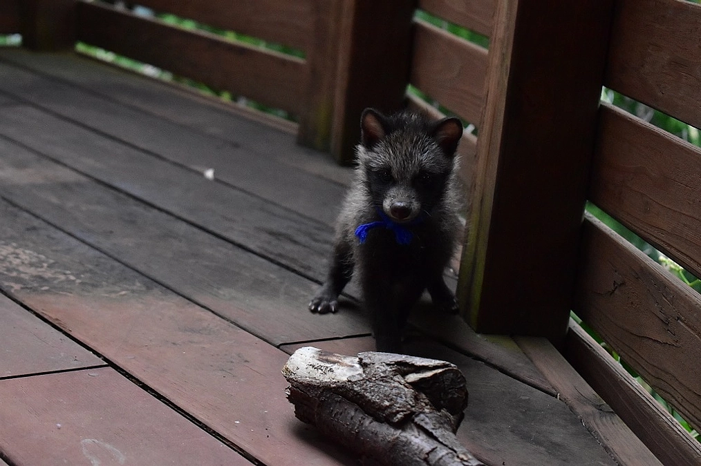 【知ってほしい10のこと｜その7】子ダヌキの命を守る為に　夜間の飛び出しにご注意ください