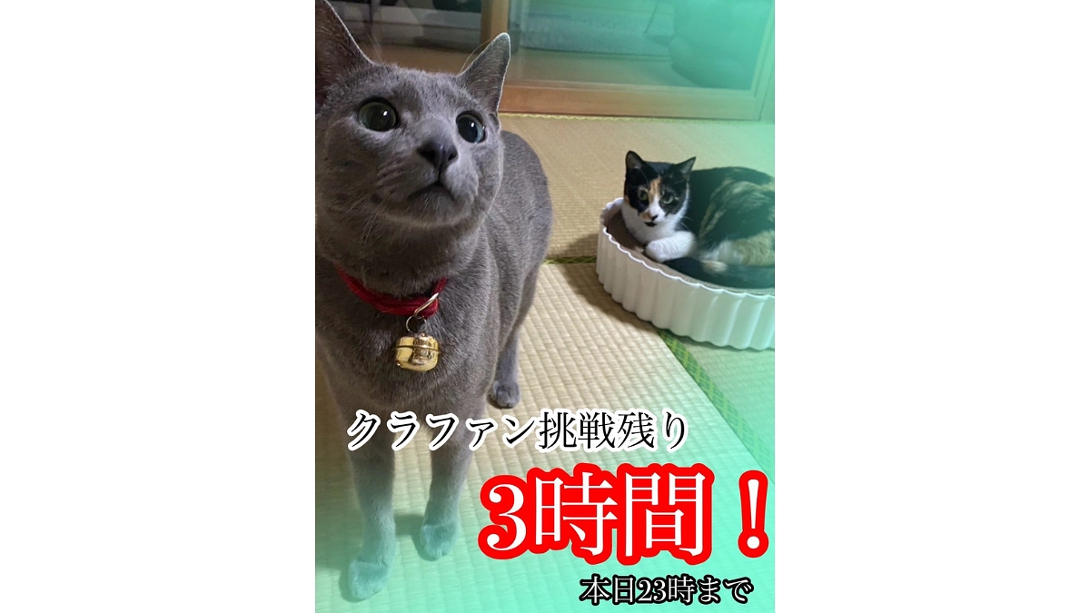 【クラファン活動報告㉞】応援コメントのご紹介【終了まで残り3時間！】