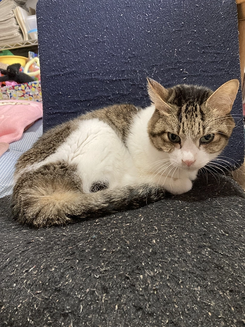 🐱つーちゃんのお気に入りの場所🐱