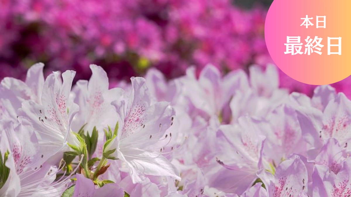 【本日最終日】5月15日（水）23：00まで！