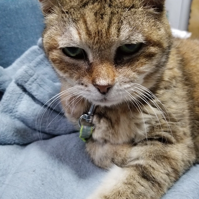 しゃー入院しました。