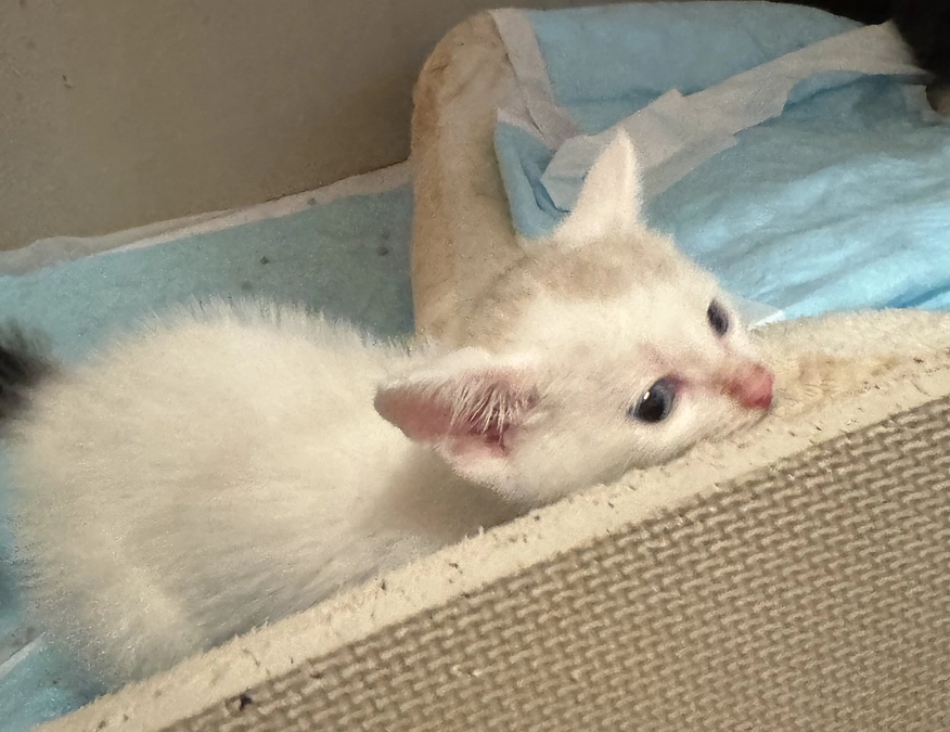 シンバ、通院頑張る！