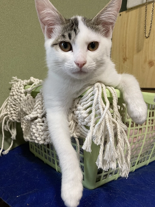 長毛猫が繁殖する町の盛夏