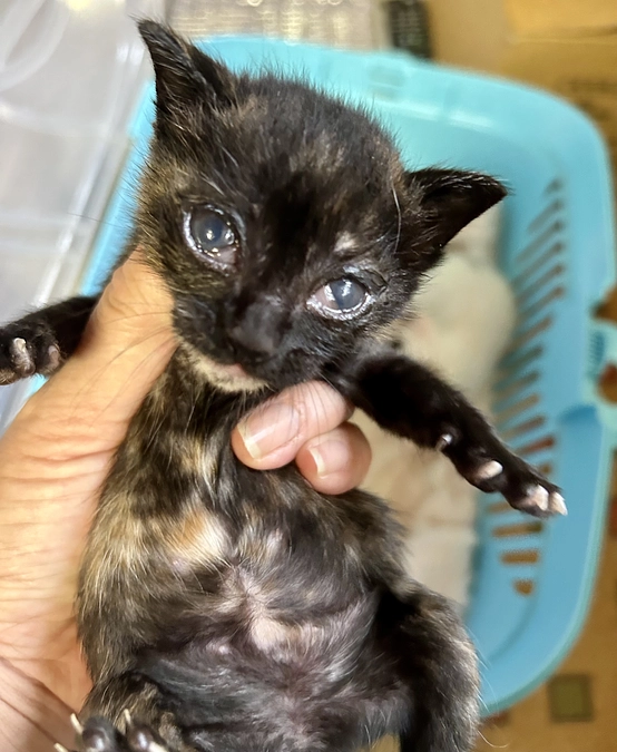 赤ちゃんたちお目目マシになってきました！