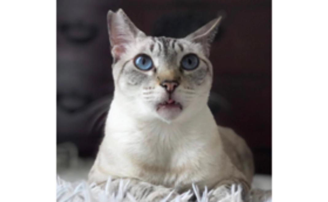 一匹の野良猫さんの不妊手術費用になります