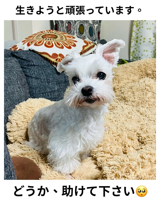 残り5日となりました。