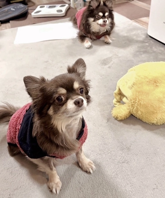 2024/1/11 クラウドファンディング残り17日  スタミナをつけたい栗です‼︎