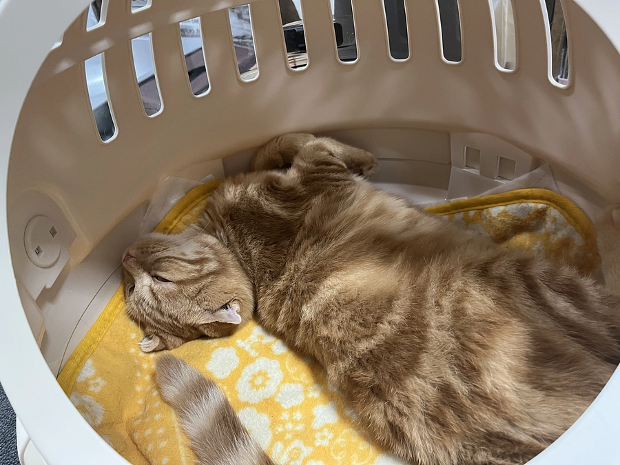 むぎと仲良しなふう