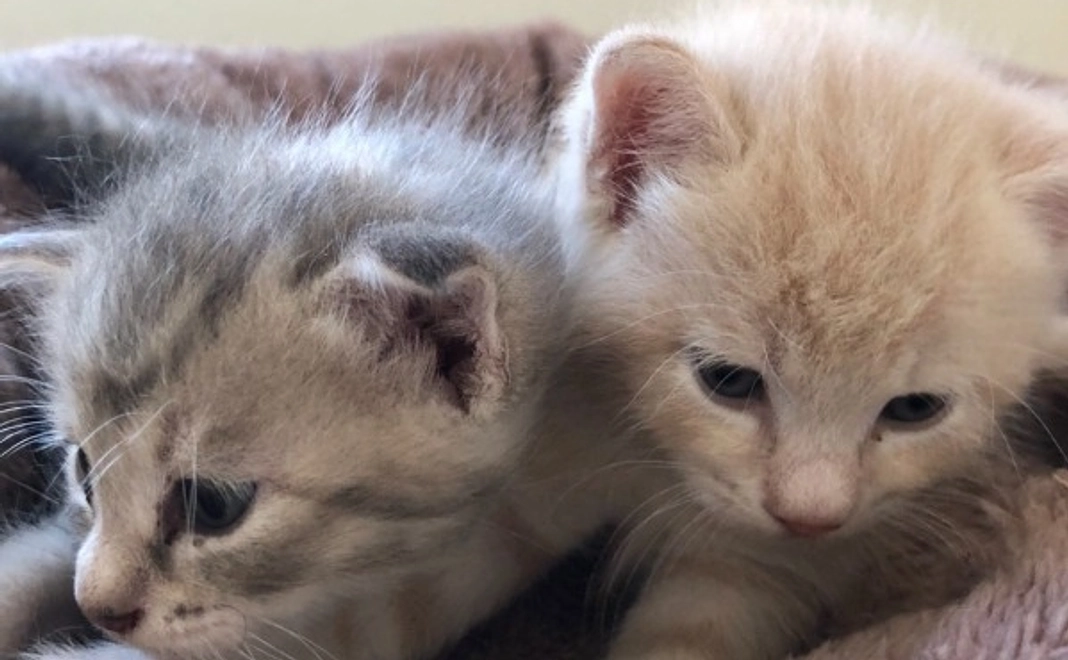 【リターン不要】全力応援|3千円