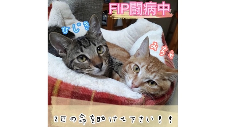 【兄弟でFIP】難病と闘うひじきとみちゃの命を救いたい！