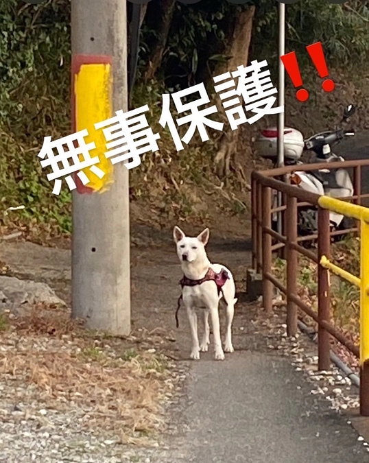 和歌山の迷子犬無事捕獲！