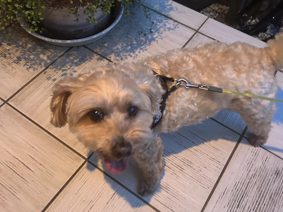 ずっとのおうち　ずっとの幸せ　いつまでも続きますように  ‼︎