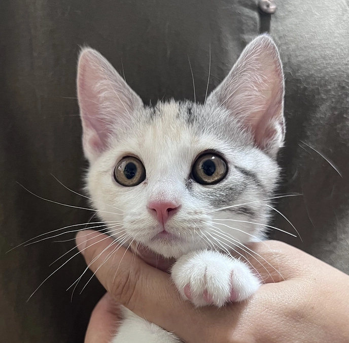 【活動報告】6兄妹で唯一の三毛猫三毛縞さん