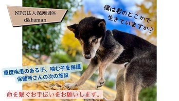 殺処分からより多くの命を守るためにご支援を のトップ画像