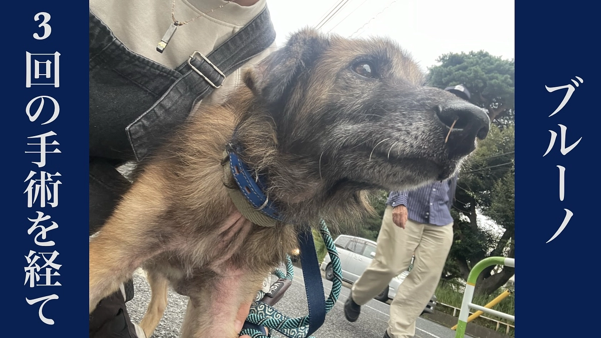 保護犬ブルーノ